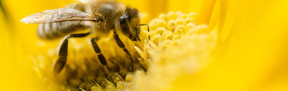 Erfahrungen mit Honig und Bienenprodukten