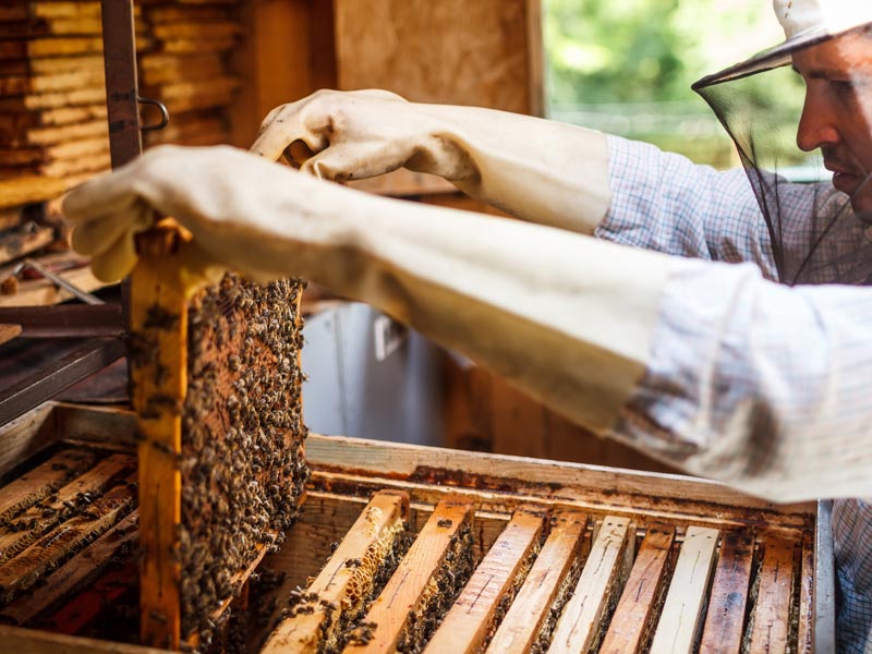 Einsatz von Honig, Propolis und anderen Bienenprodukten